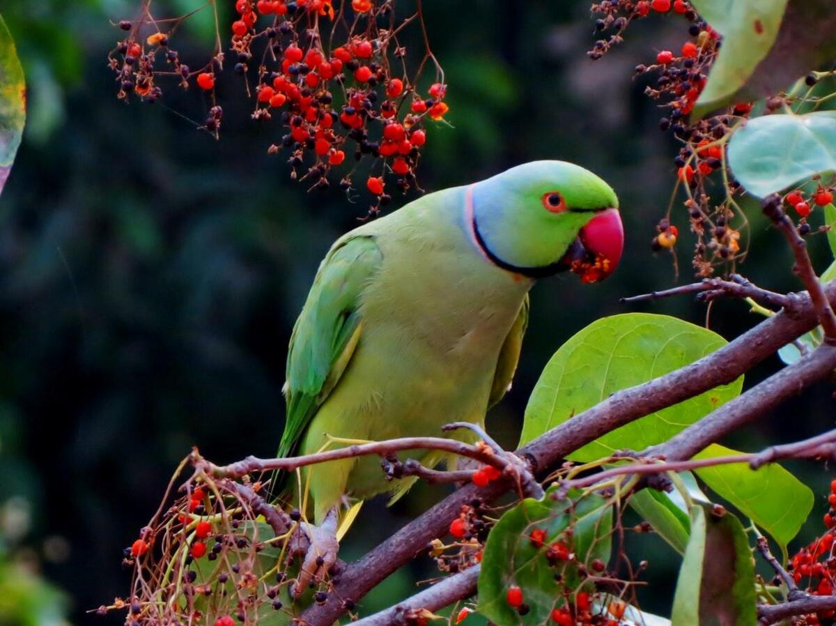 bird_canon_parkeet_powershot_sx40_hs_97533_1.jpg