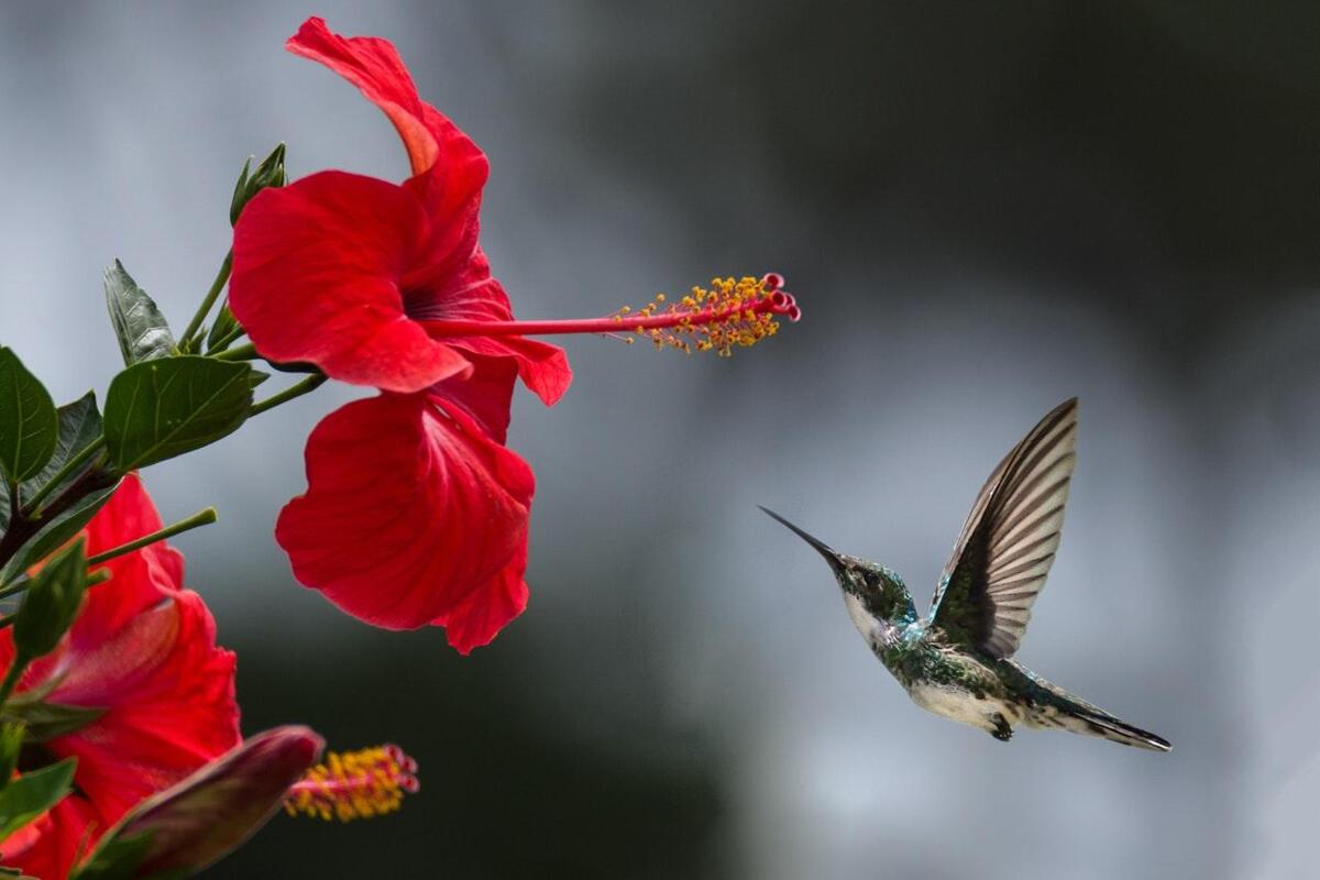 brown_hummingbird_selective_focus_photography_1133957_1.jpg