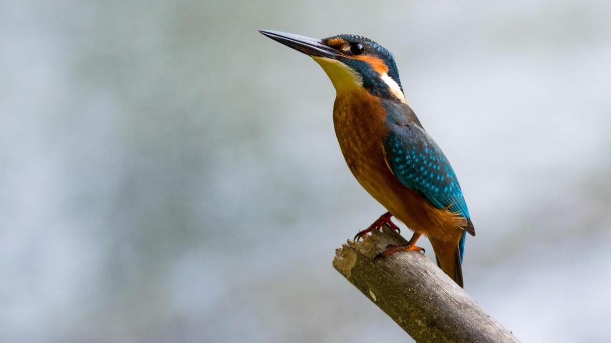 close_up_of_bird_perching_on_branch_255435_1.jpg