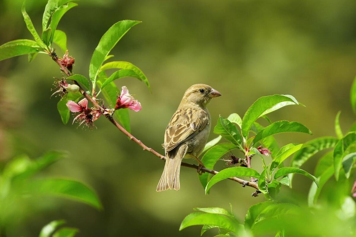 gray_small_bird_on_green_leaves_70069_1.jpg