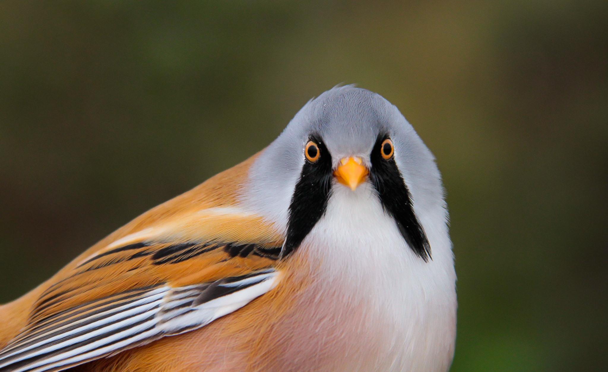 Bearded Reedling ©Lars Buckx Bearded Reedling ©Lars Buckx