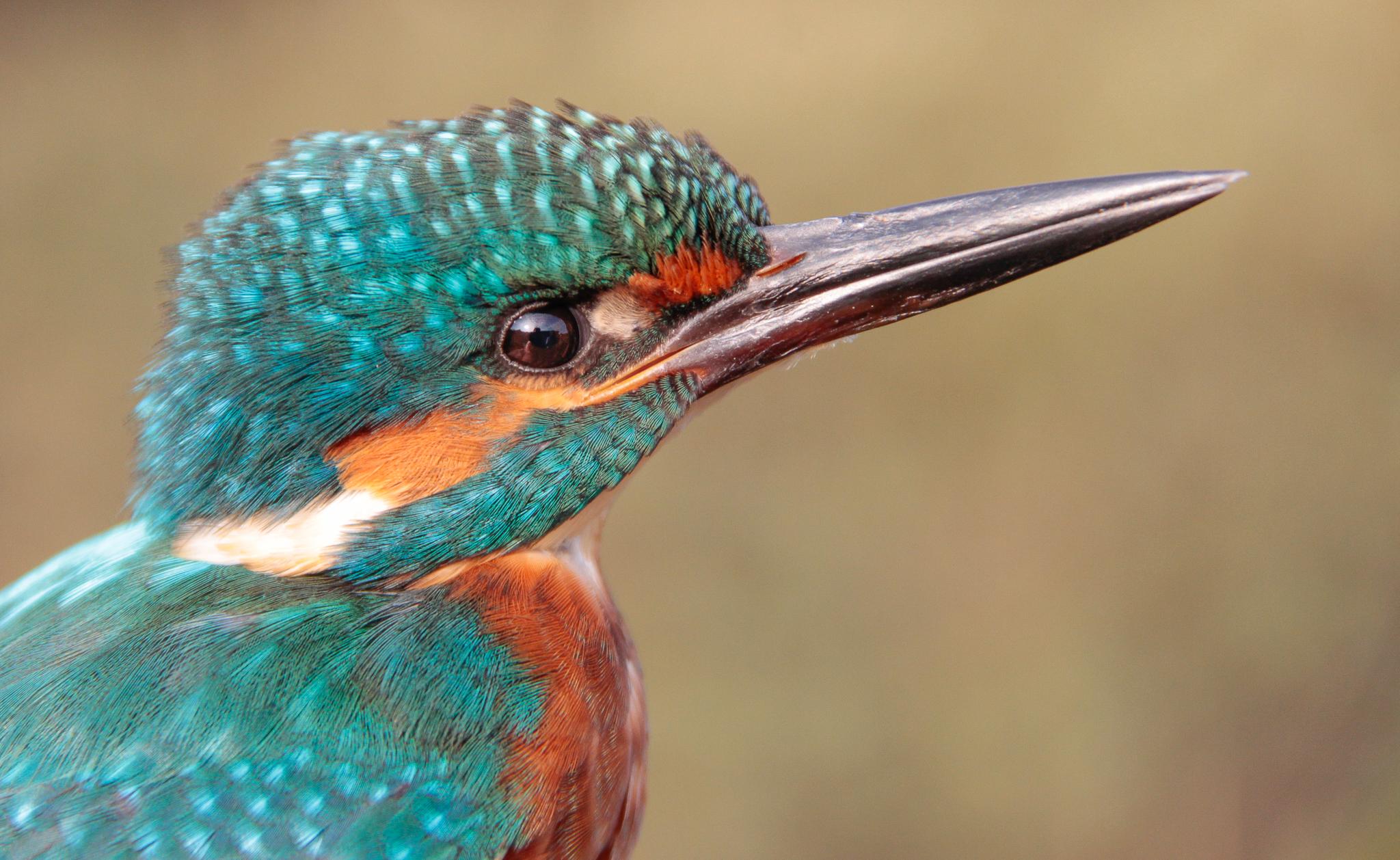 Kingfisher ©Lars Buckx Kingfisher ©Lars Buckx