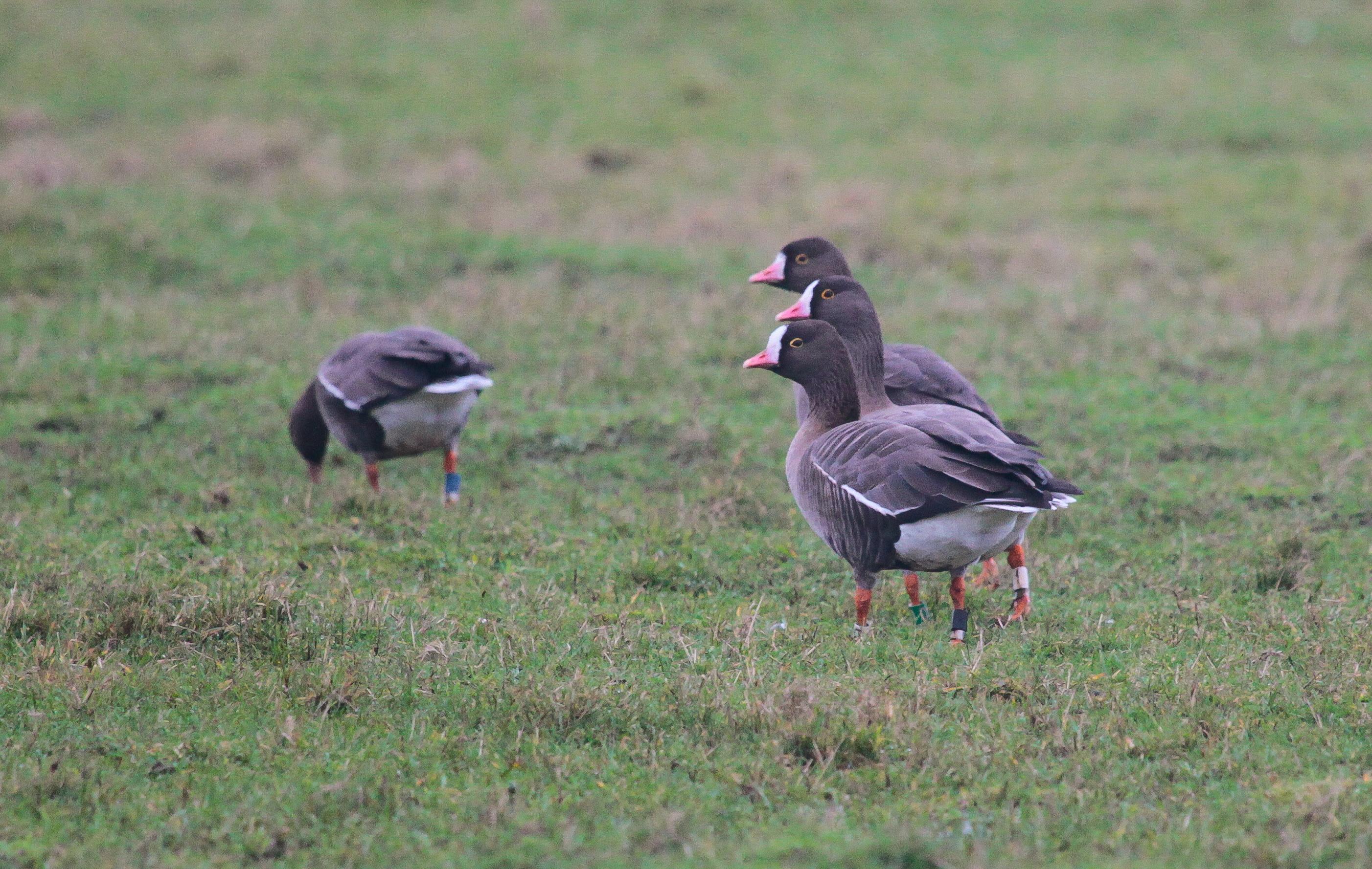 Lesser White-fronted Goose ©Lars Buckx Lesser White-fronted Goose ©Lars Buckx