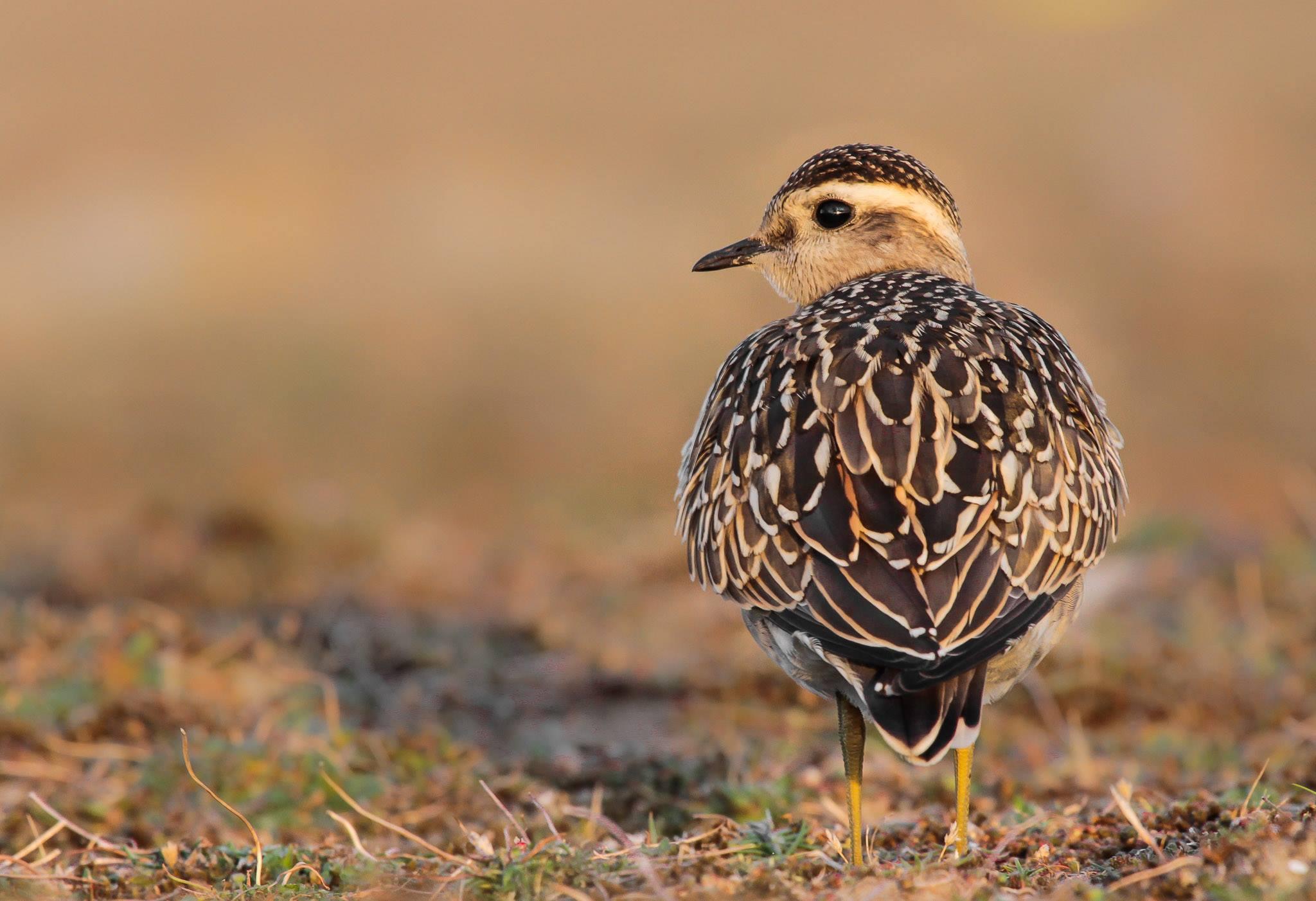 Dotterel ©Lars Buckx Dotterel ©Lars Buckx