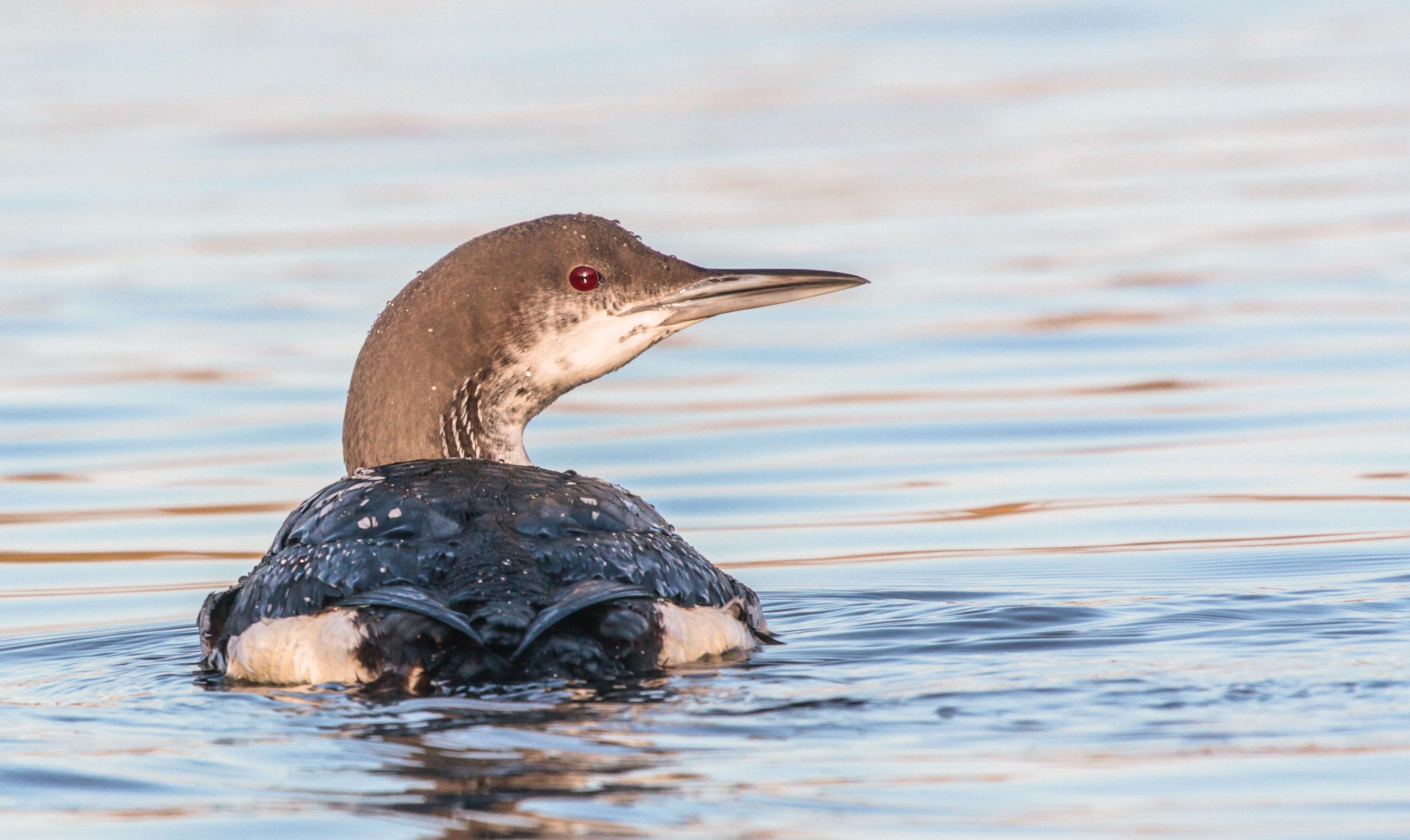Black-throated Loon ©Lars Buckx Black-throated Loon ©Lars Buckx