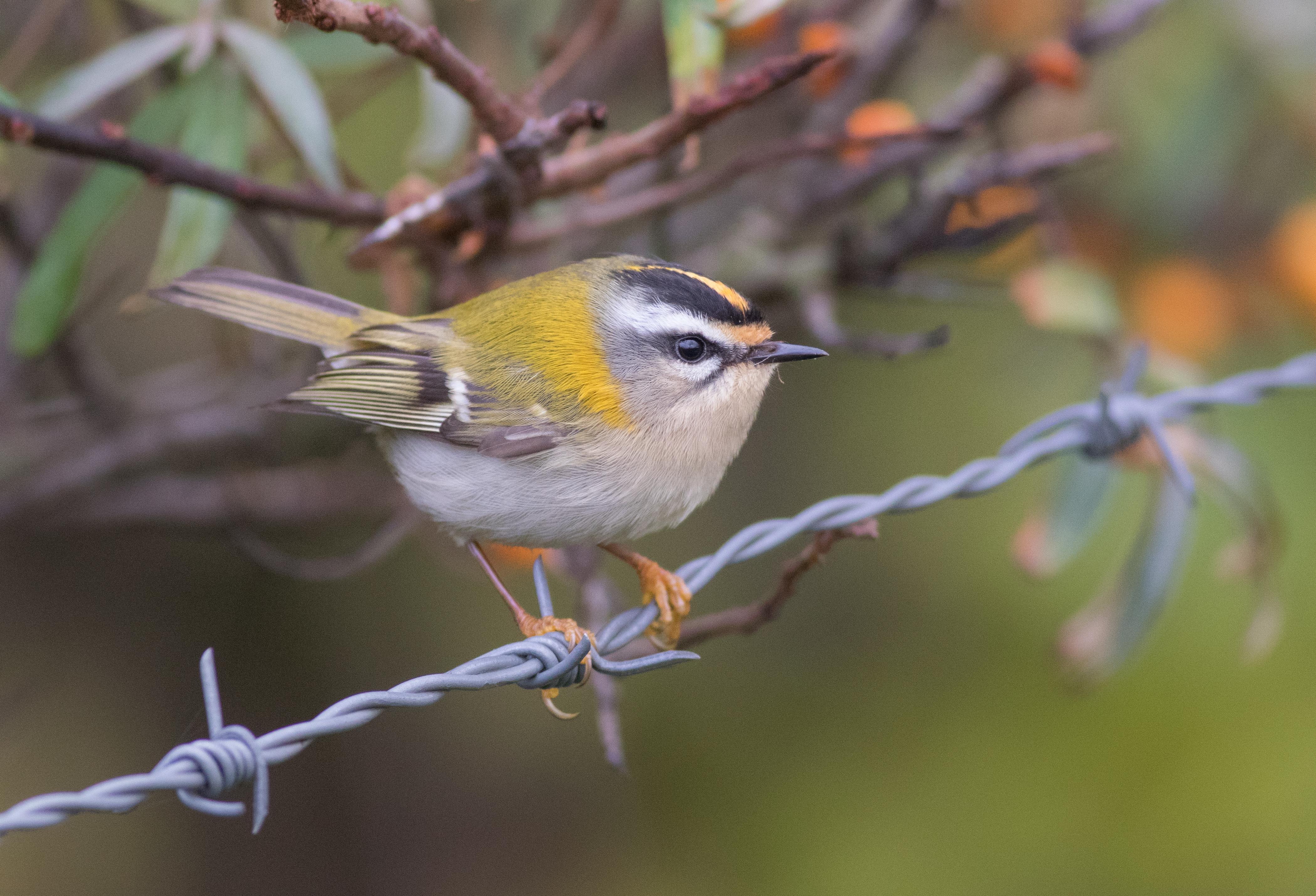 Firecrest ©Sjoerd Radstaak Firecrest ©Sjoerd Radstaak