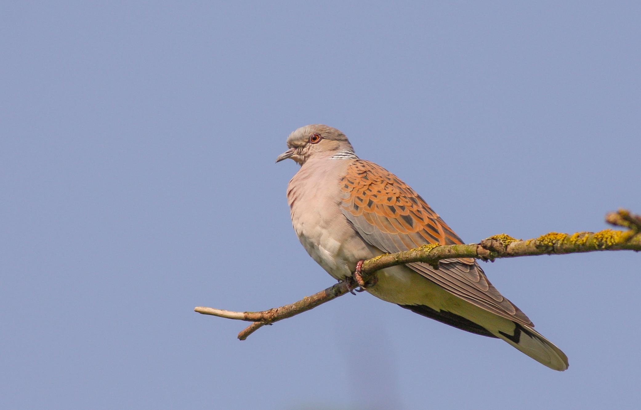 Eurasian Turtle Dove ©Sjoerd Radstaak Eurasian Turtle Dove ©Sjoerd Radstaak