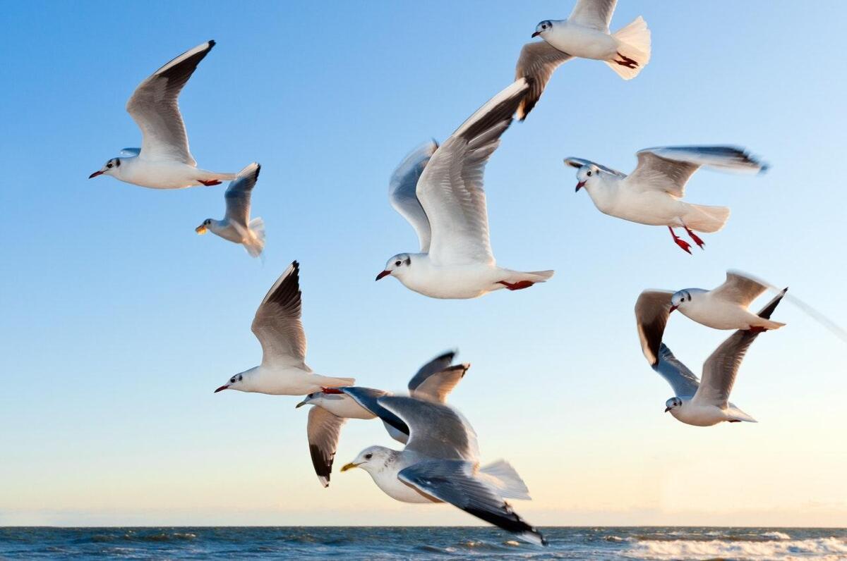 white_seagulls_near_water_54462_1.jpg