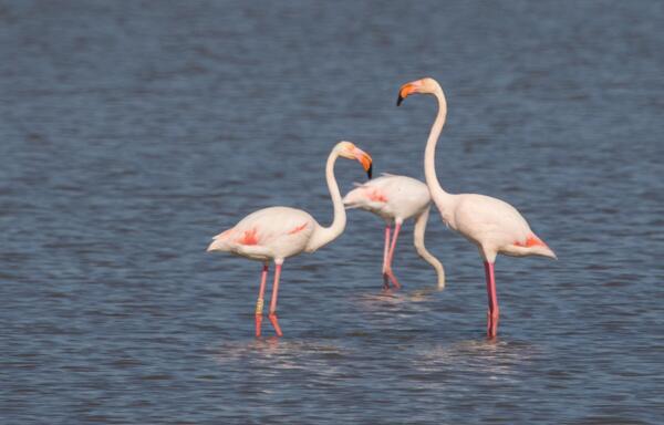 Flamingo_Jesse_Zwart.jpg